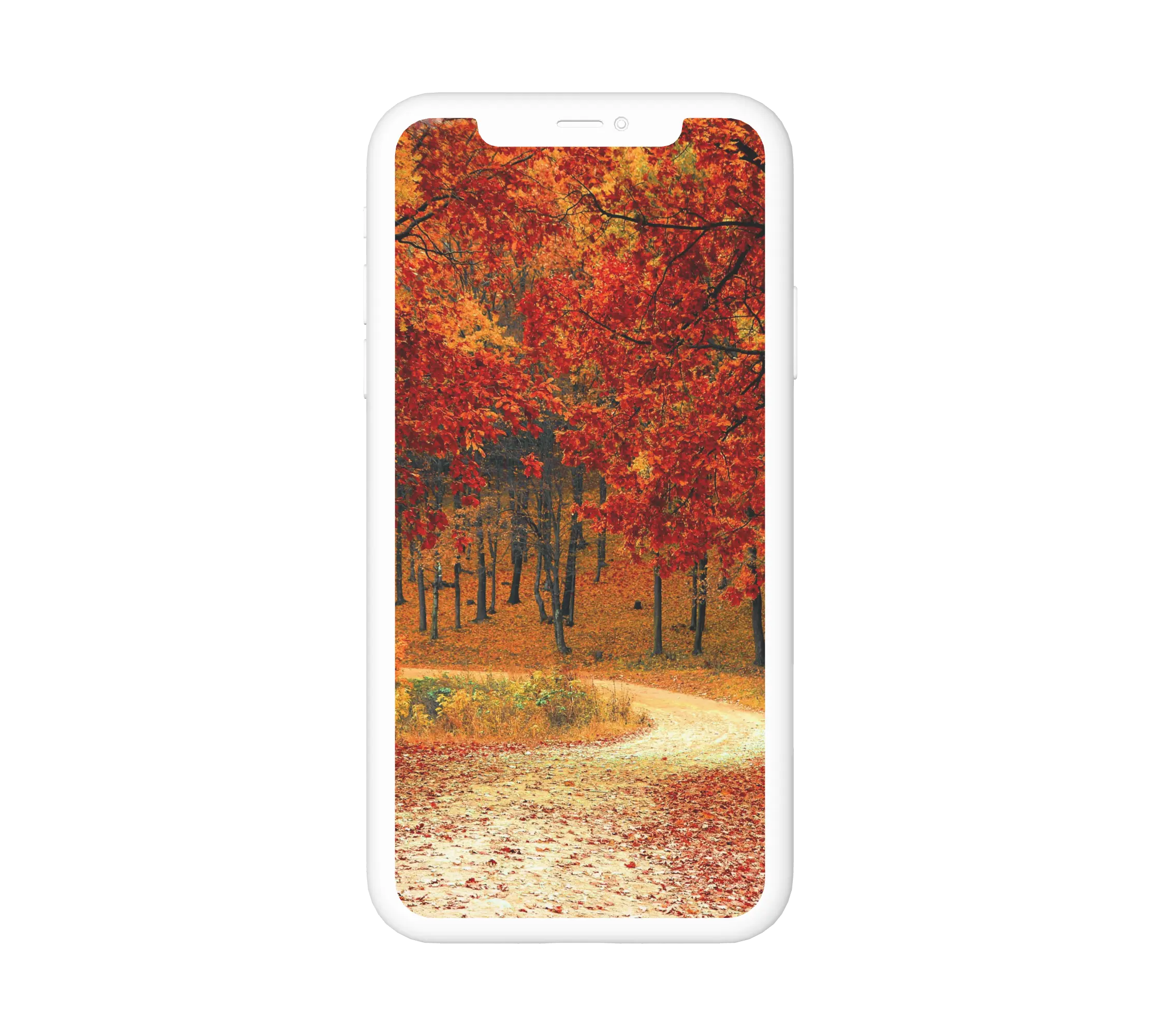 Őszi erdőút háttérkép