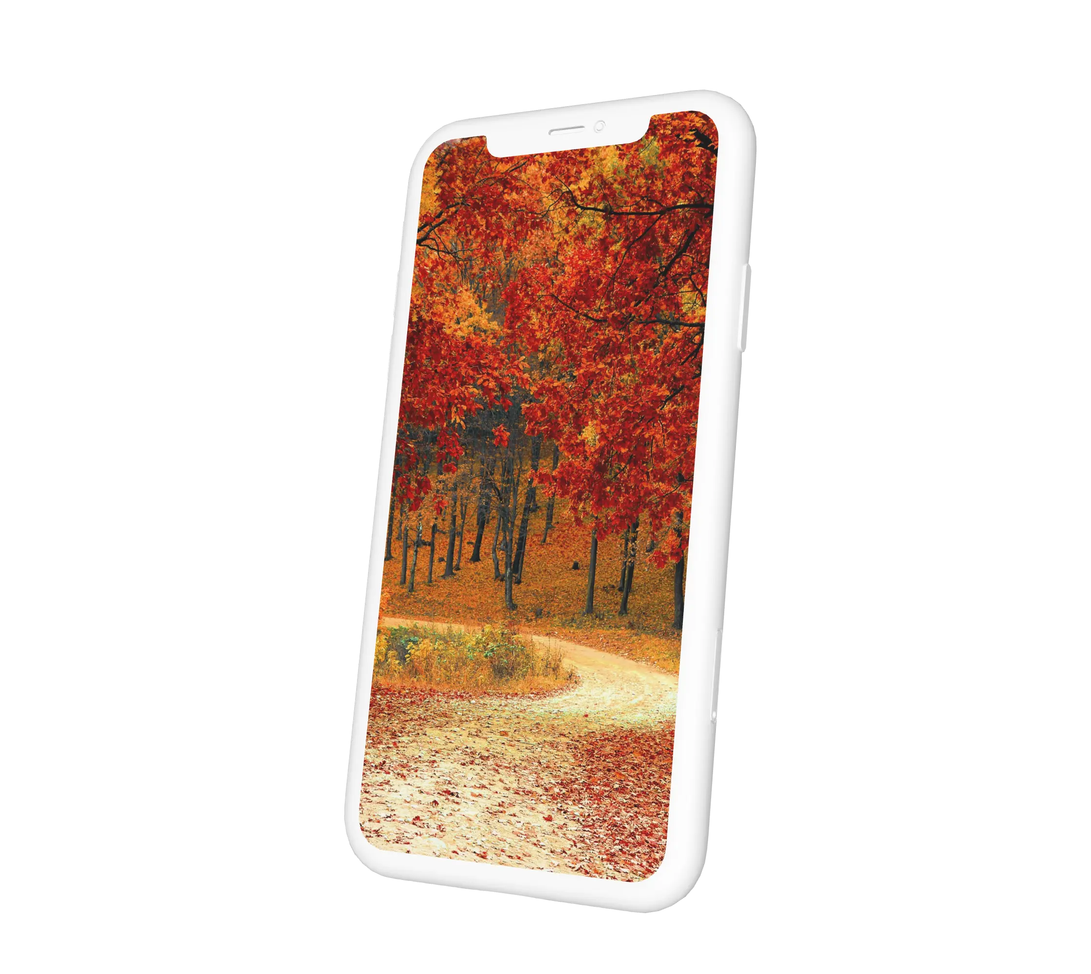 Őszi erdőút háttérkép