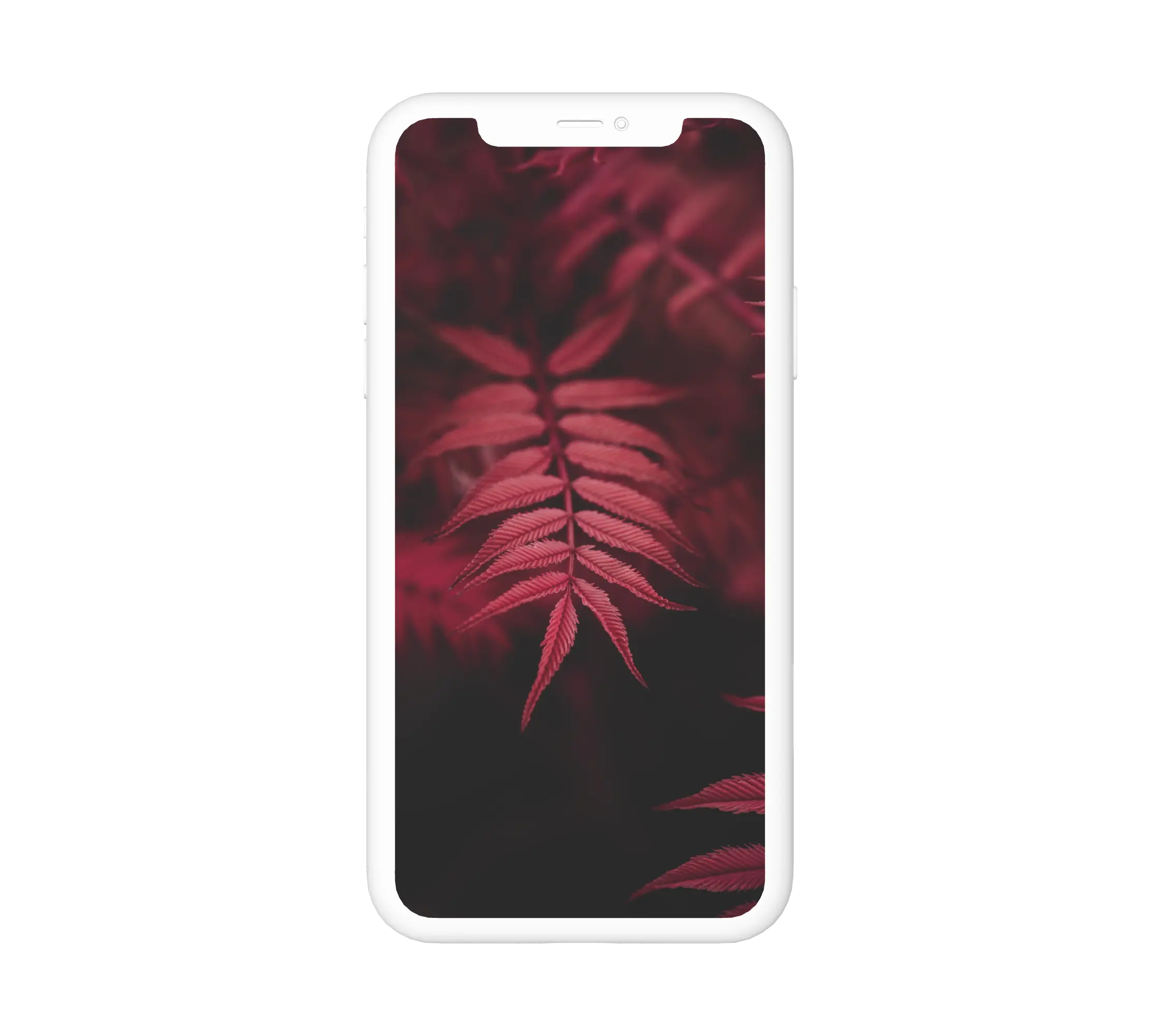 Vörösleveles növény háttérkép telefonra