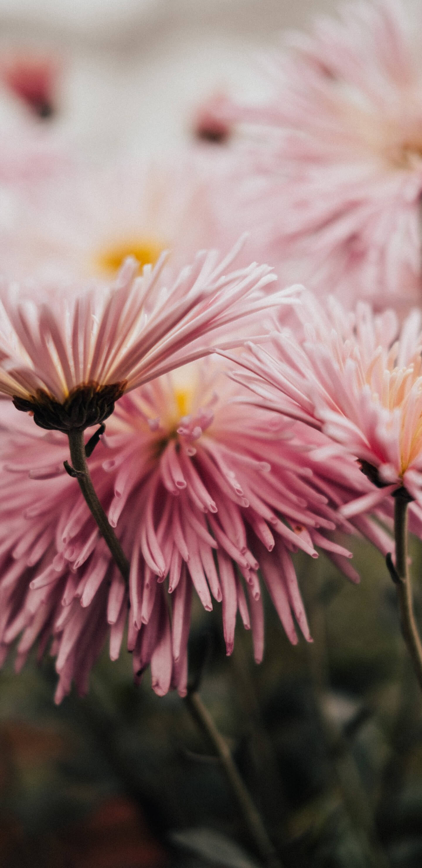 Rózsaszínű virág 1440x2960