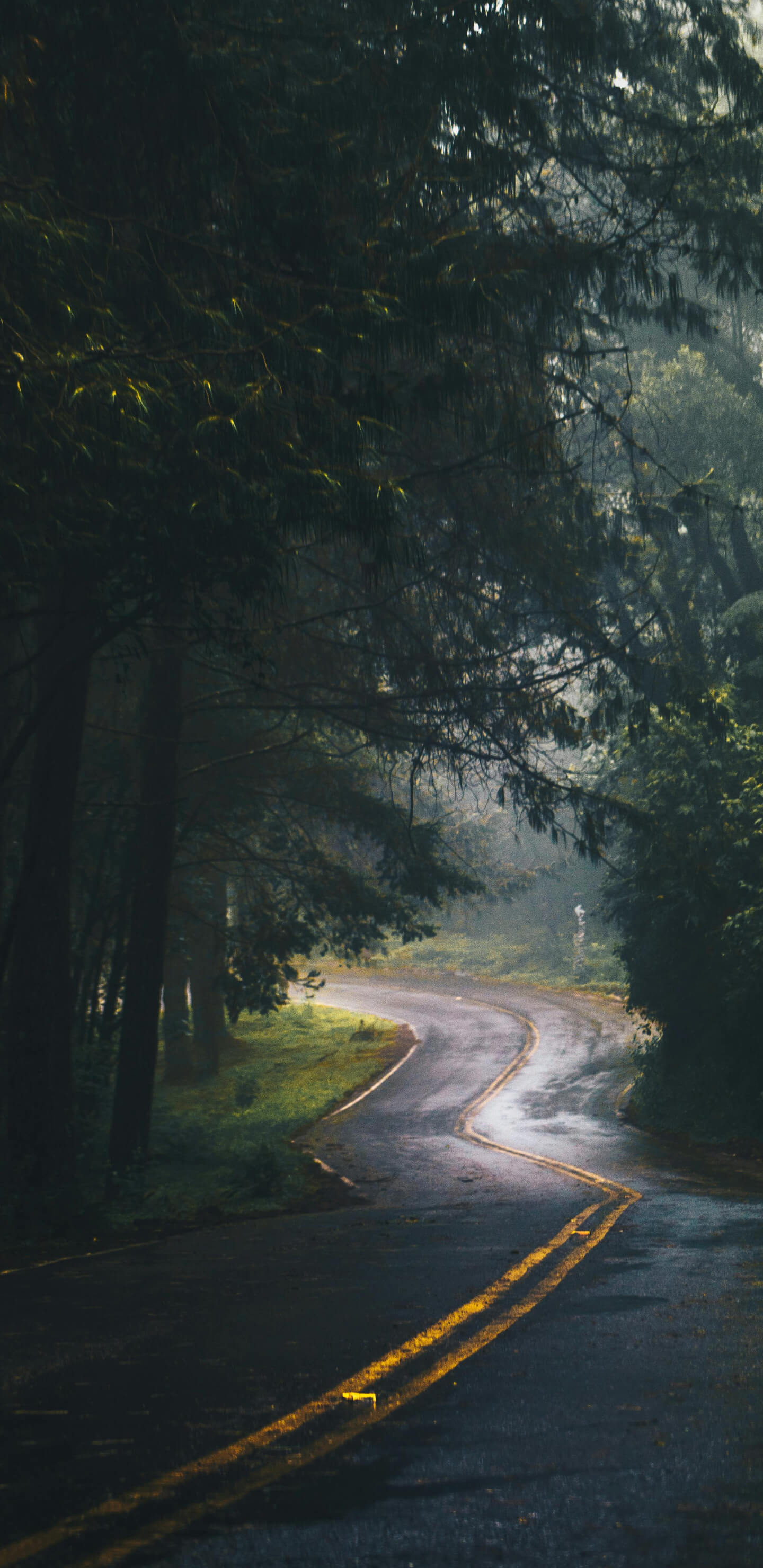 Sötét autóút az erdőben 1440x2960