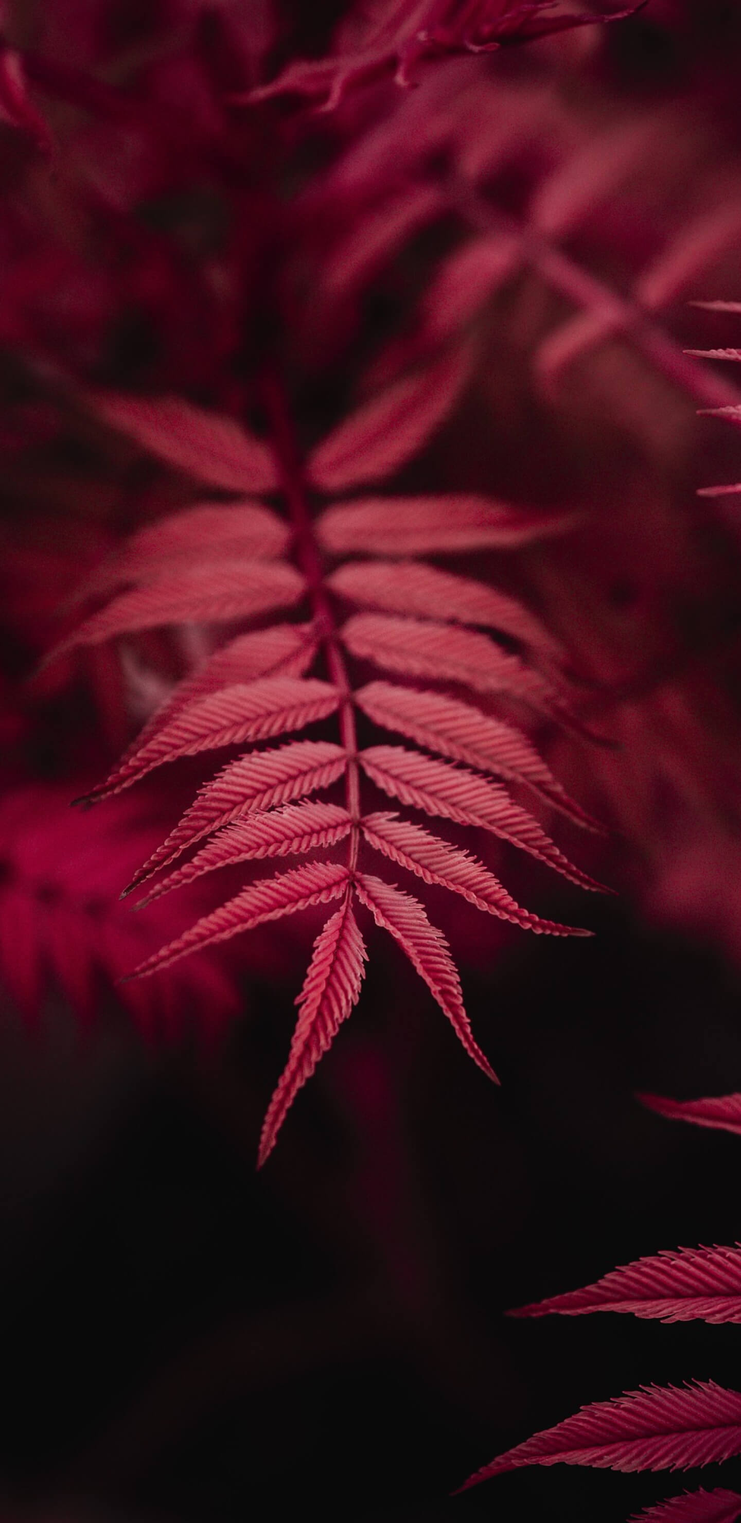 Vörösleveles növény háttérkép telefonra 1440x2960